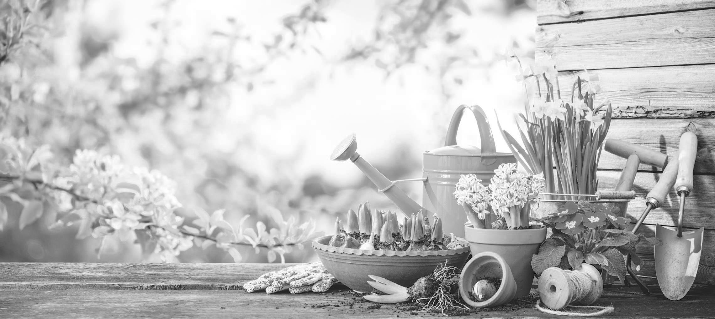 Cover for Q&A Master Gardeners with the