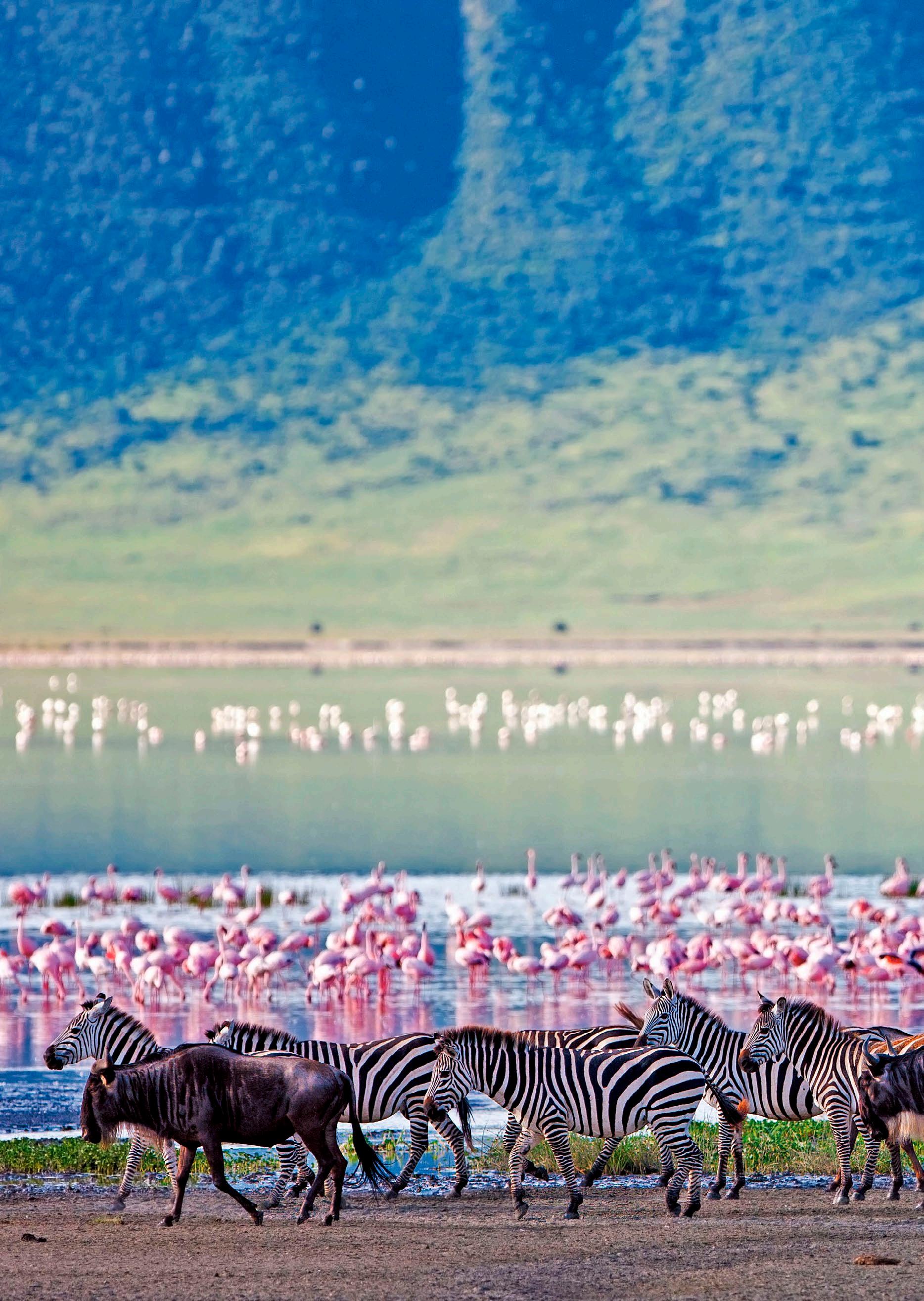 Scenic Africa 20242025 NZD by scenic Issuu