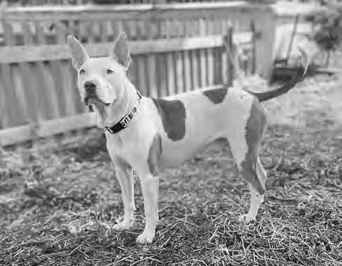 Cover for OPINION ‘Little House’