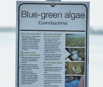Blue-green Algae Advisory Issued