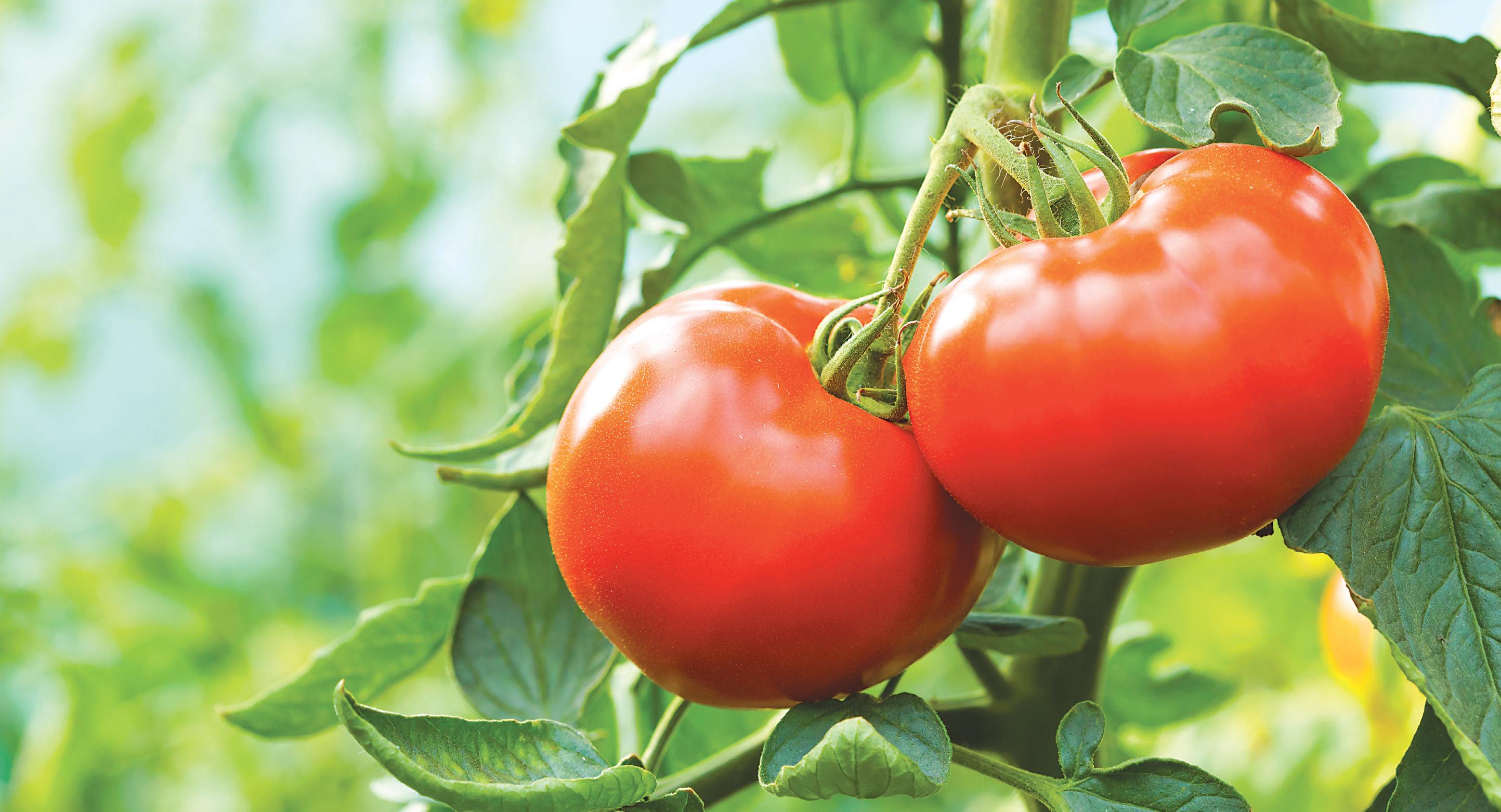 Cover for Killer Tomatoes