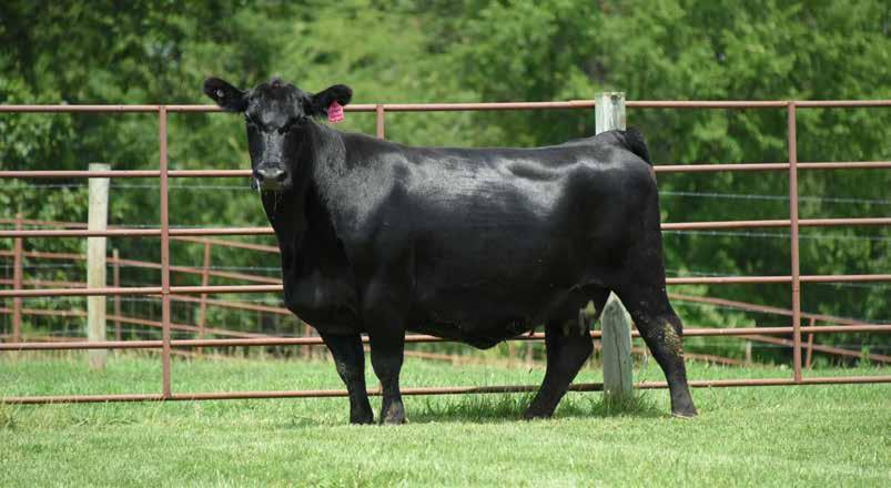 Cover for Registered Simmental Spring Bred Cows