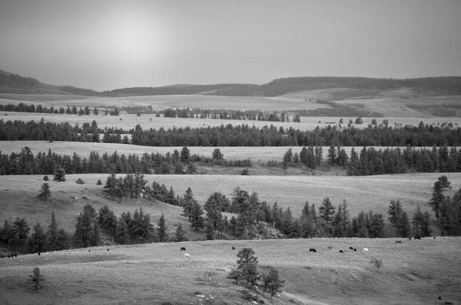 2023 Summer PIEDMONTESE CATTLE magazine by Tender Issuu