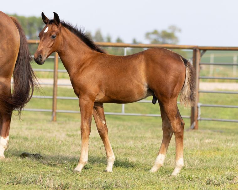 2023 Lapke/Sachau Performance Horse Sale by whoazoneequine Issuu