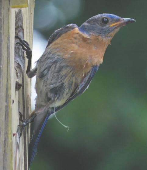 Cover for Q & ARegistered Education Savings Plans