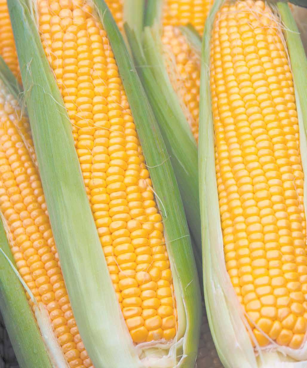 2023 Avon Corn Festival by Featured Media Issuu