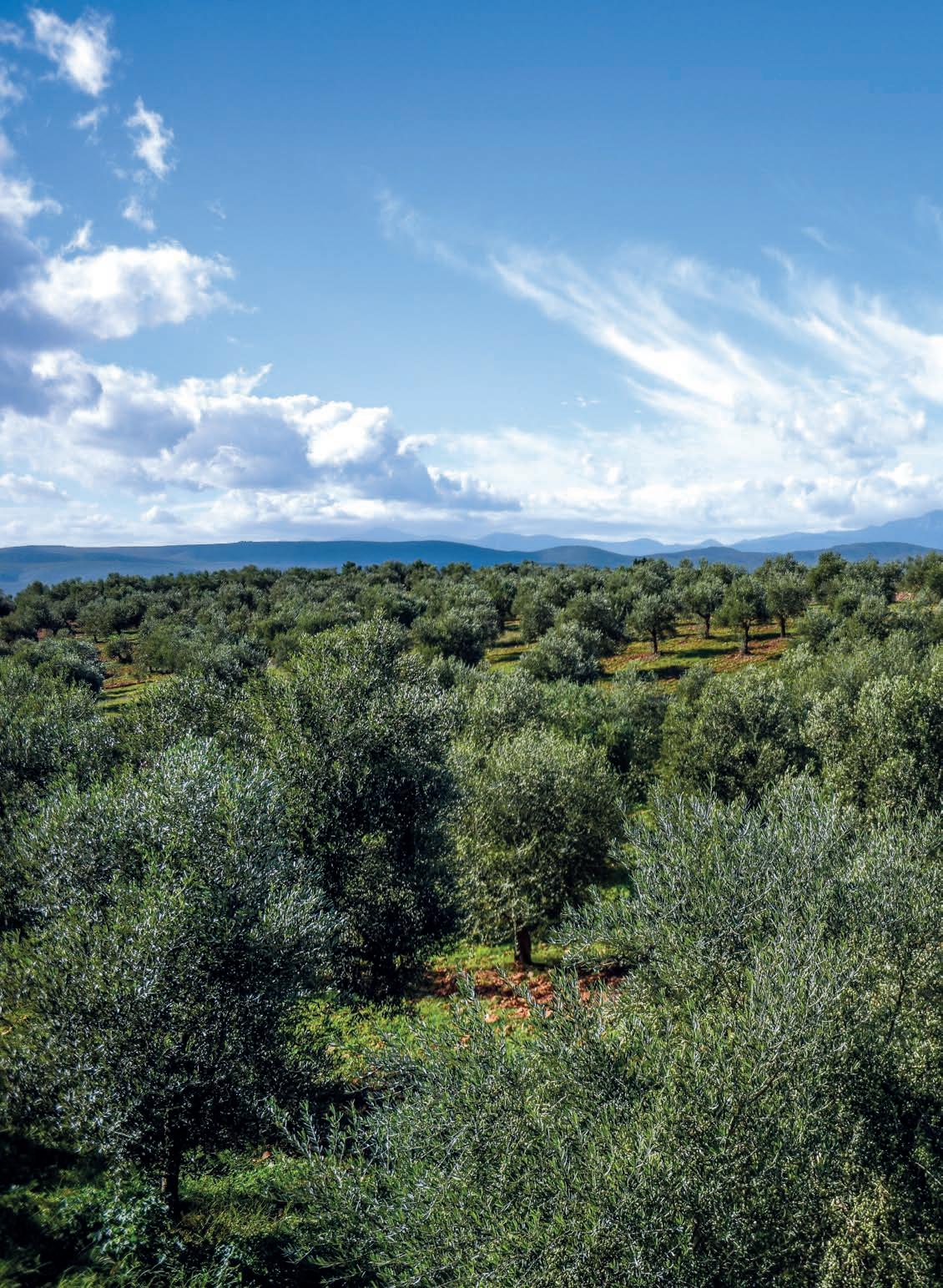 FOODMatch Product Catalog by FOODMatch Issuu