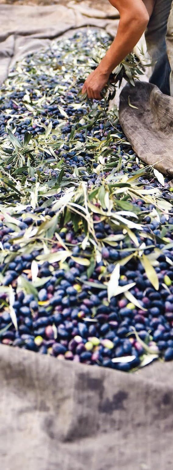 FOODMatch Product Catalog by FOODMatch Issuu