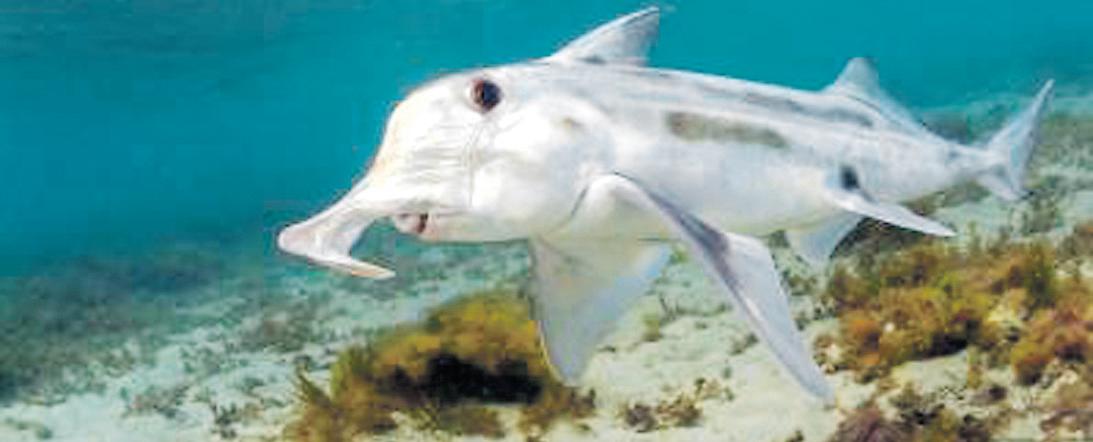 Cover for Feedback sought on fisheries sustainability measures