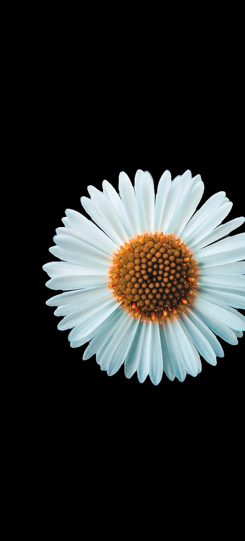 Art House A Look Inside by ArtHouseInc. Issuu