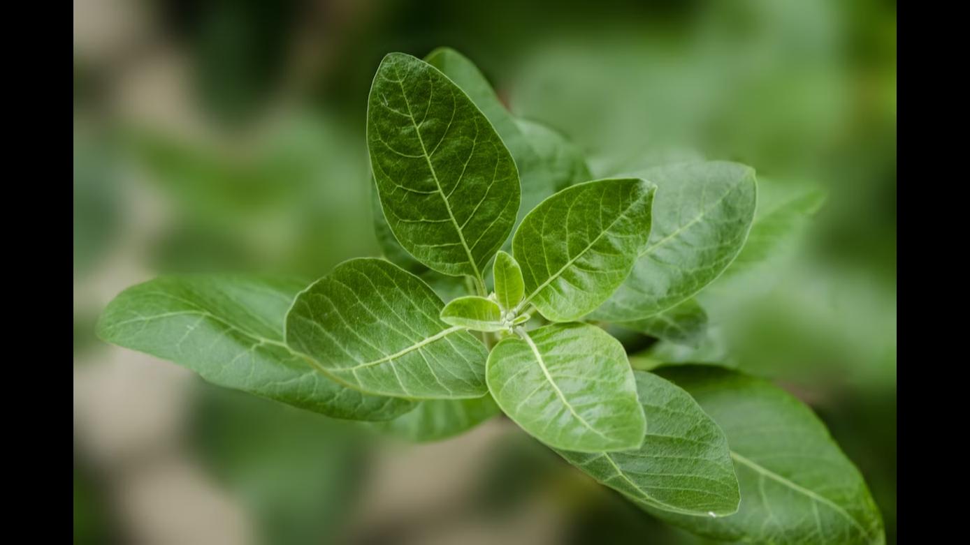 Ashwagandha For Menopause & Weight Loss Dosage & Benefits