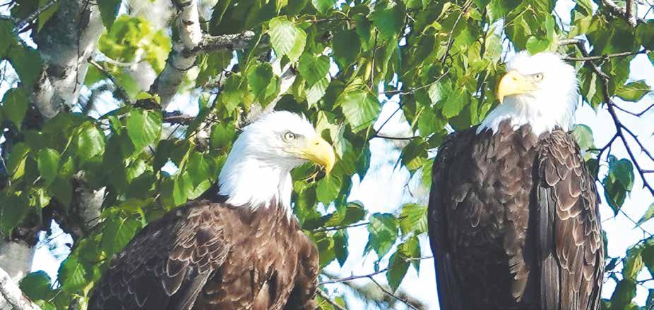 As Auburn fans mourn War Eagle VI, a look at eagles through the