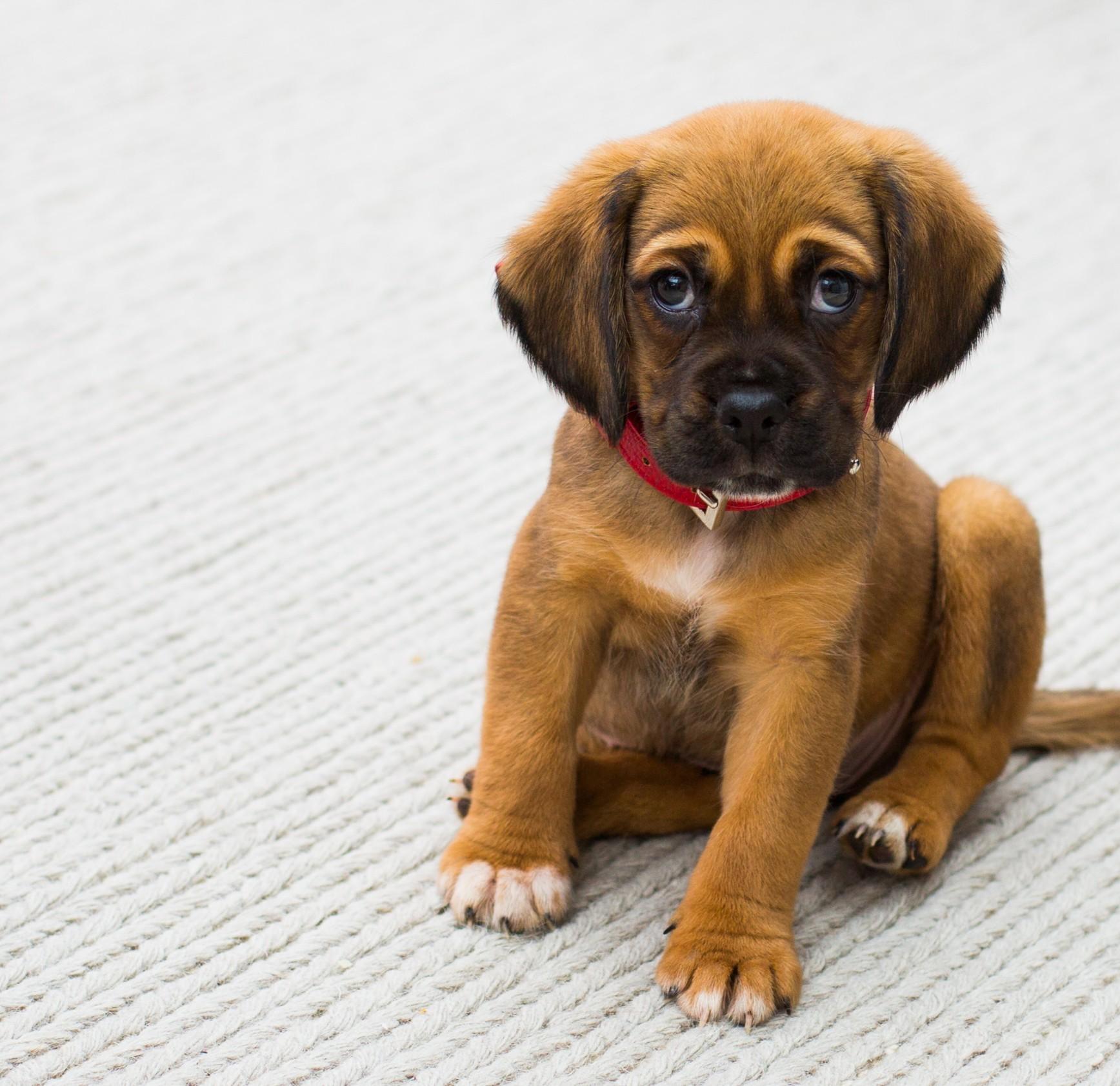 Dog Grooming Charts Groomers' Notes Appointment Cards by Dog