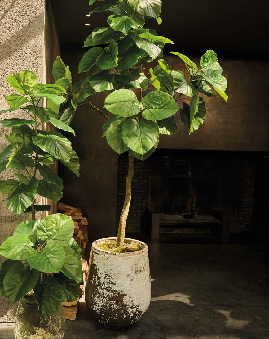 Silkka Trees and Plants for Life! Volume 6 by Silkka Issuu