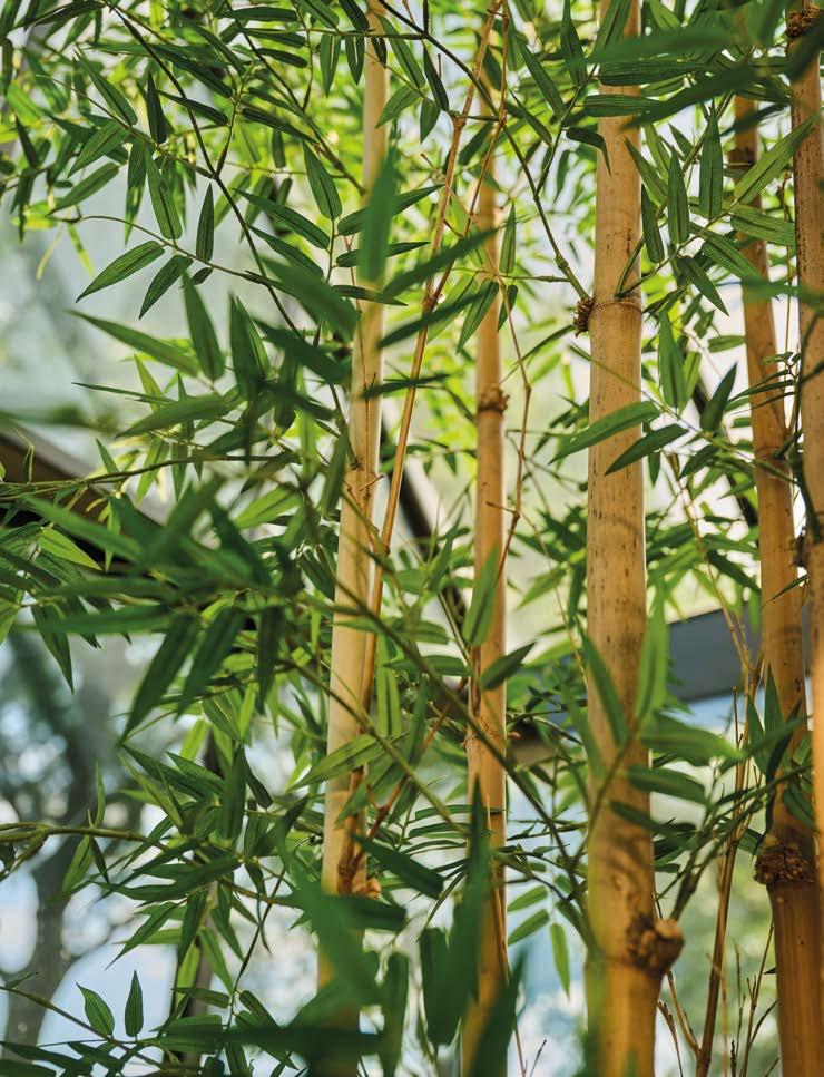 Silkka Trees and Plants for Life! Volume 6 by Silkka Issuu