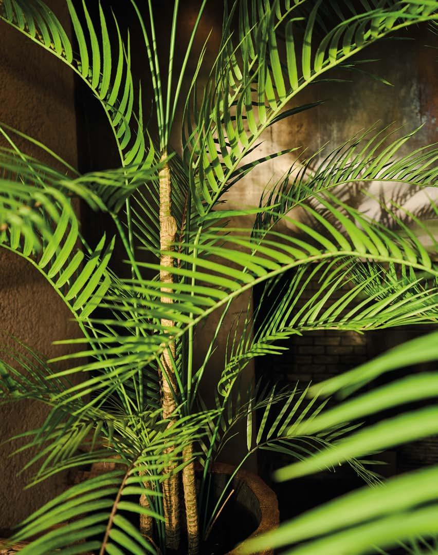 Silkka Trees and Plants for Life! Volume 6 by Silkka Issuu