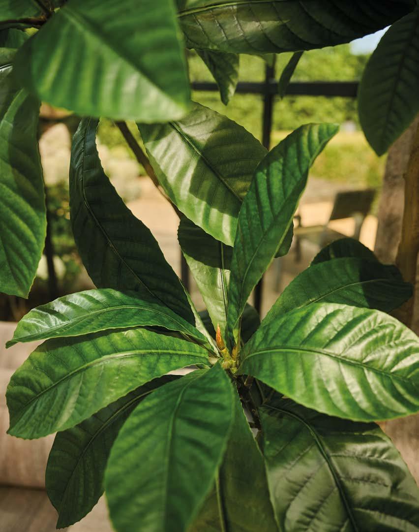 Silkka Trees and Plants for Life! Volume 6 by Silkka Issuu