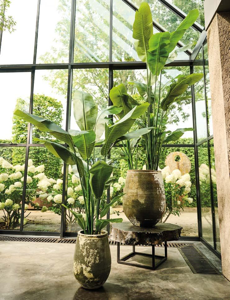 Silkka Trees and Plants for Life! Volume 6 by Silkka Issuu