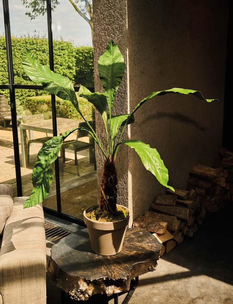 Silkka Trees and Plants for Life! Volume 6 by Silkka Issuu