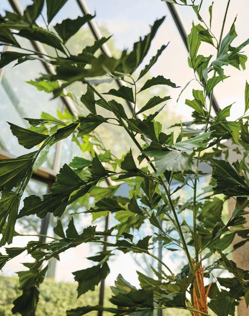 Silkka Trees and Plants for Life! Volume 6 by Silkka Issuu