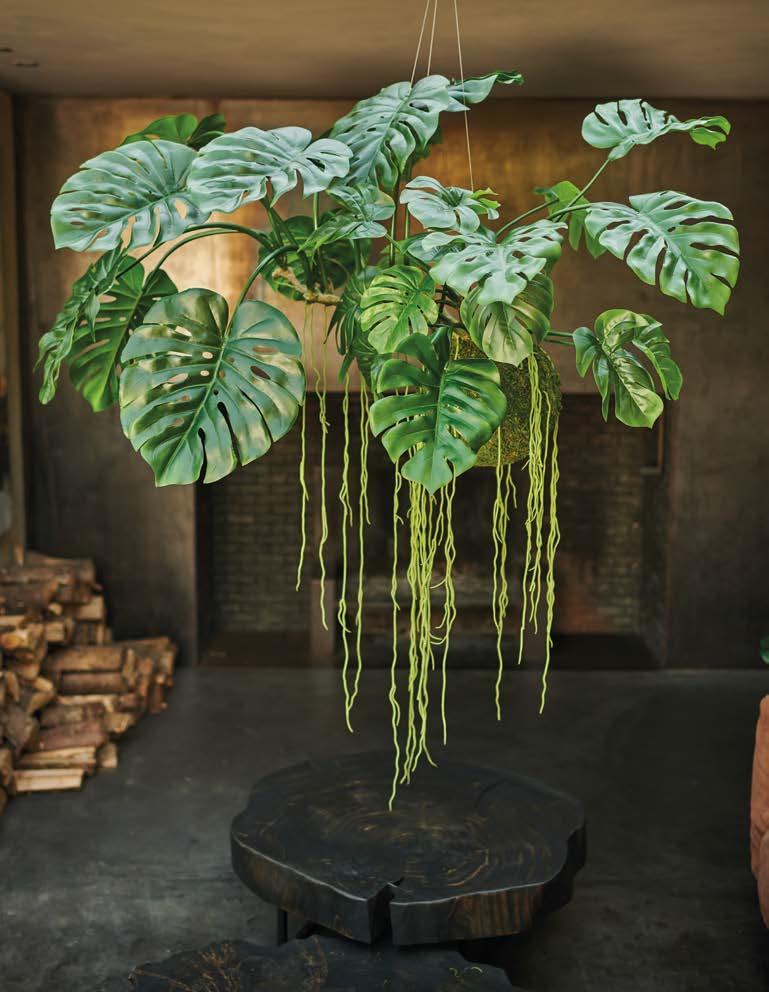 Silkka Trees and Plants for Life! Volume 6 by Silkka Issuu