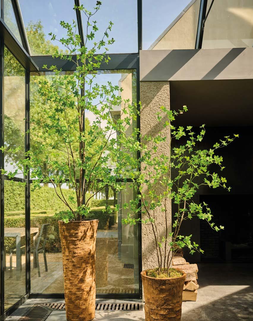 Silkka Trees and Plants for Life! Volume 6 by Silkka Issuu