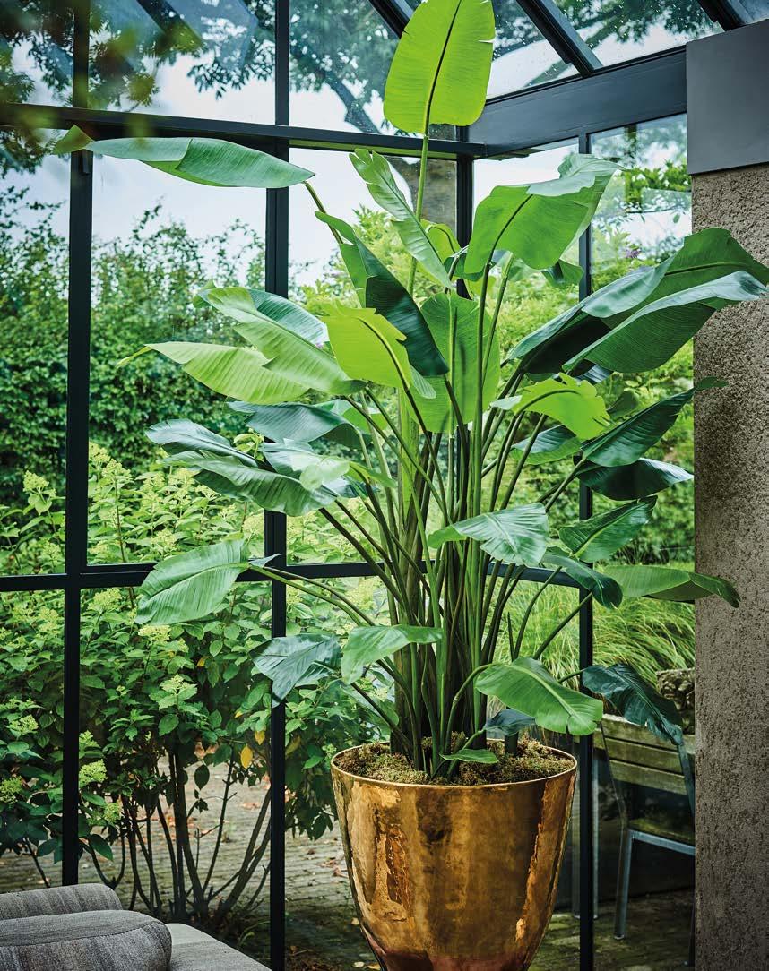 Silkka Trees and Plants for Life! Volume 6 by Silkka Issuu