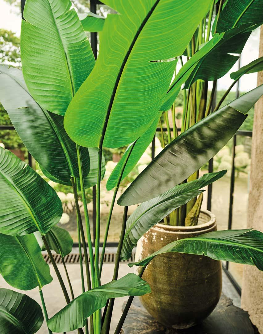 Silkka Trees and Plants for Life! Volume 6 by Silkka Issuu