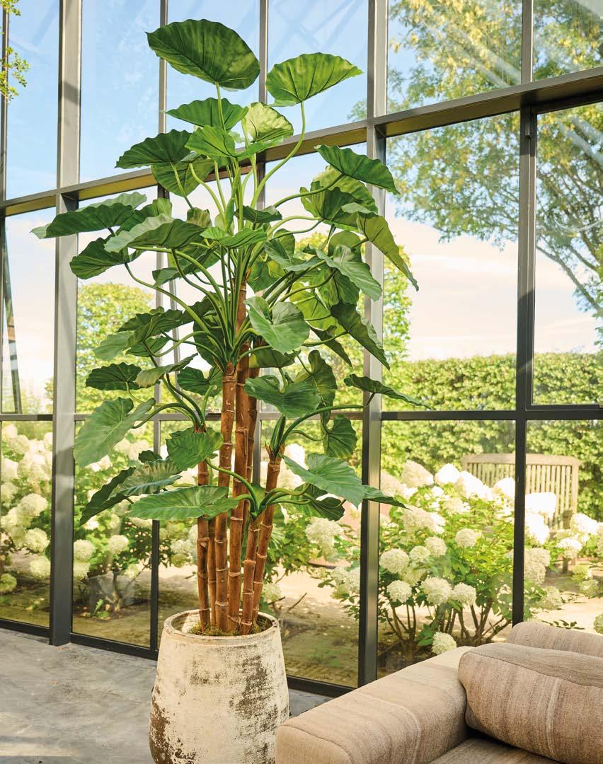 Silkka Trees and Plants for Life! Volume 6 by Silkka Issuu