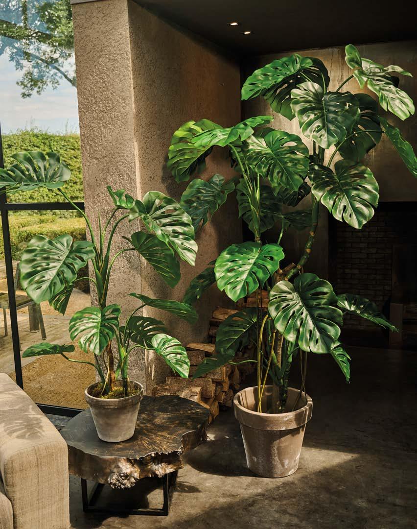 Silkka Trees and Plants for Life! Volume 6 by Silkka Issuu