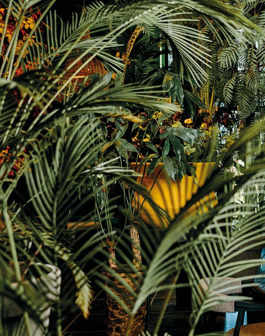 Silkka Trees and Plants for Life! Volume 6 by Silkka Issuu