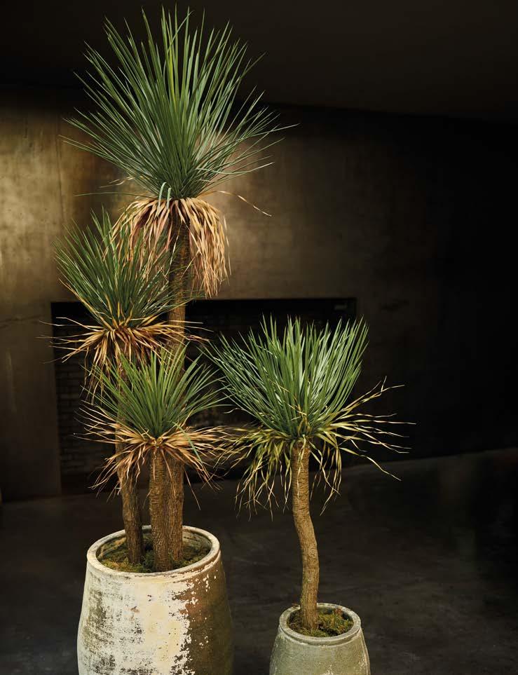 Silkka Trees and Plants for Life! Volume 6 by Silkka Issuu