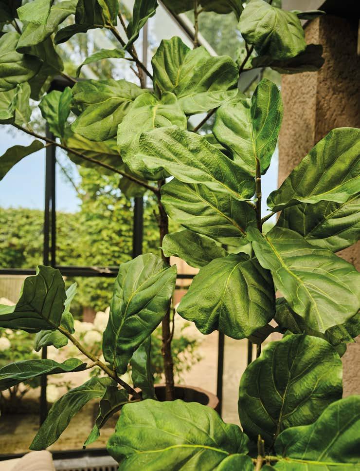 Silkka Trees and Plants for Life! Volume 6 by Silkka Issuu