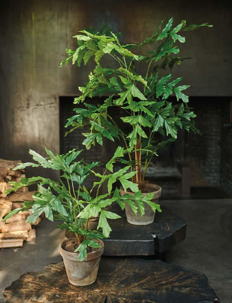 Silkka Trees and Plants for Life! Volume 6 by Silkka Issuu