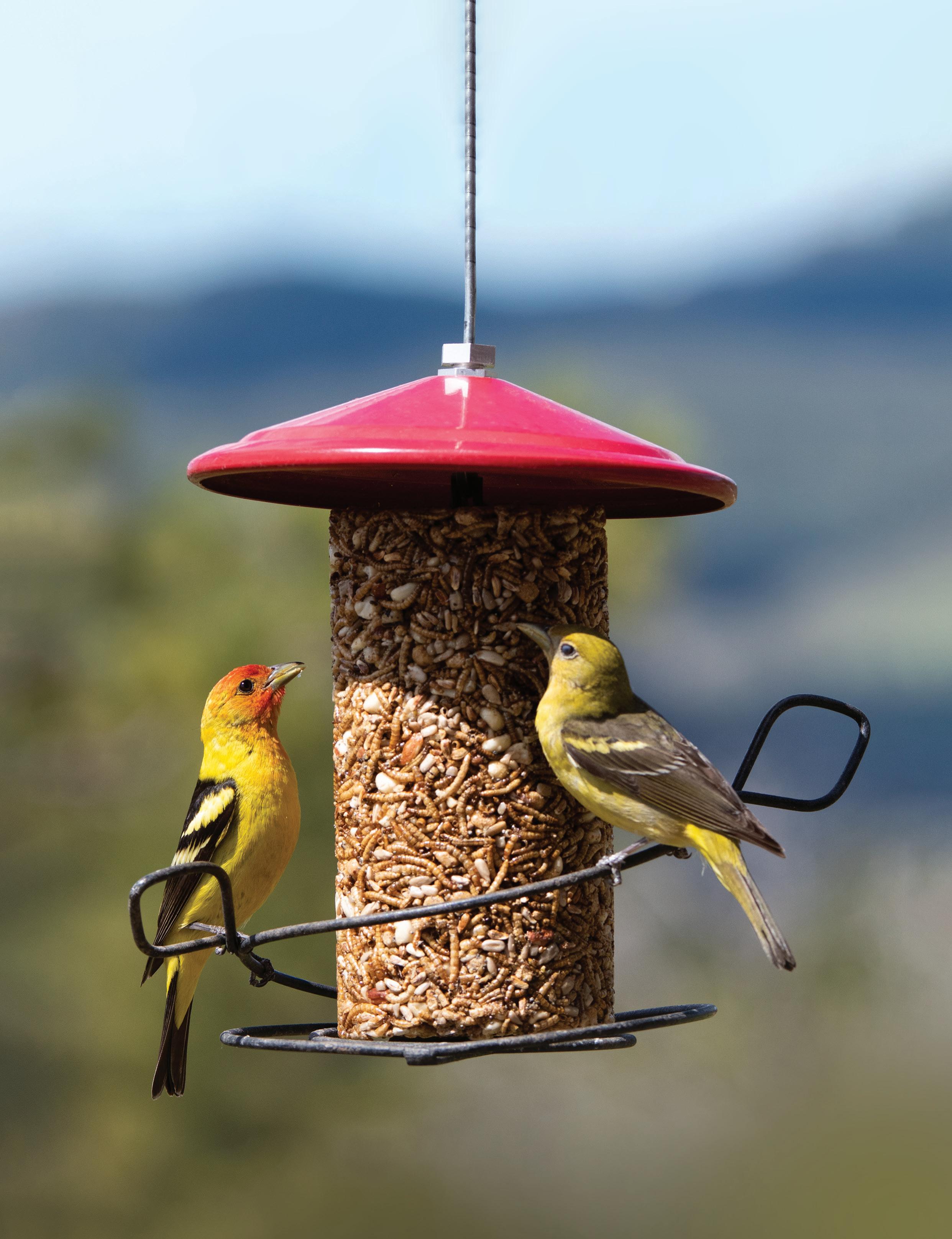 Wild Birds Unlimited All Seasons Hobby Guide Canada by Wild Birds