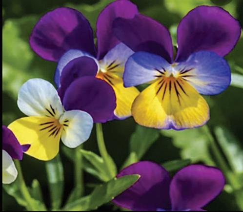 20+ Purple Flower Crossword Clue