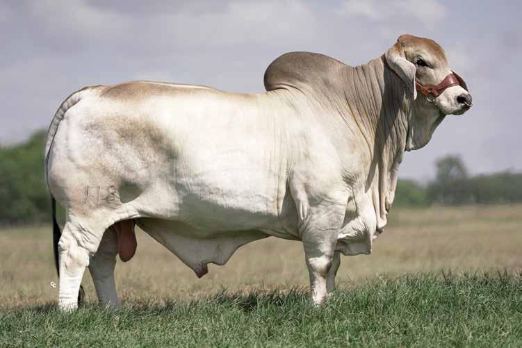 BRAHMAN x 7STARS DESIGN 尽未来際 BRAHMAN x 7STARS DESIGN 尽未来際（BRAHMAN 30TH SPECIAL SITE）