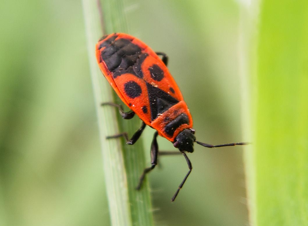 Firebug Tip: Alternative Firebug Themes