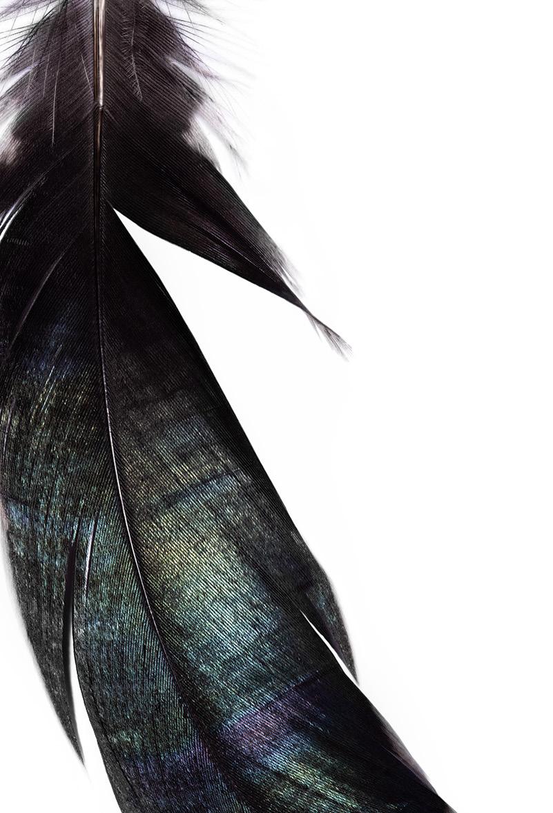 FEATHERS CATALOG (Blown Glass) by Erika Sáz Issuu