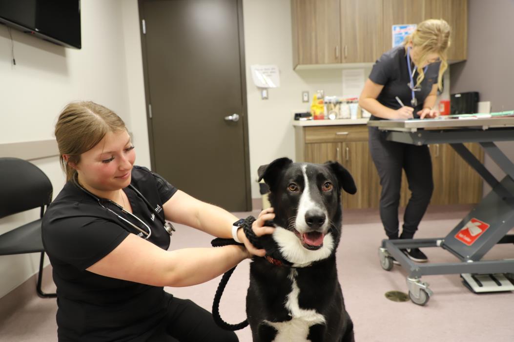 2023/24 Animal Health Technology Student Handbook (updated Sept 8/23