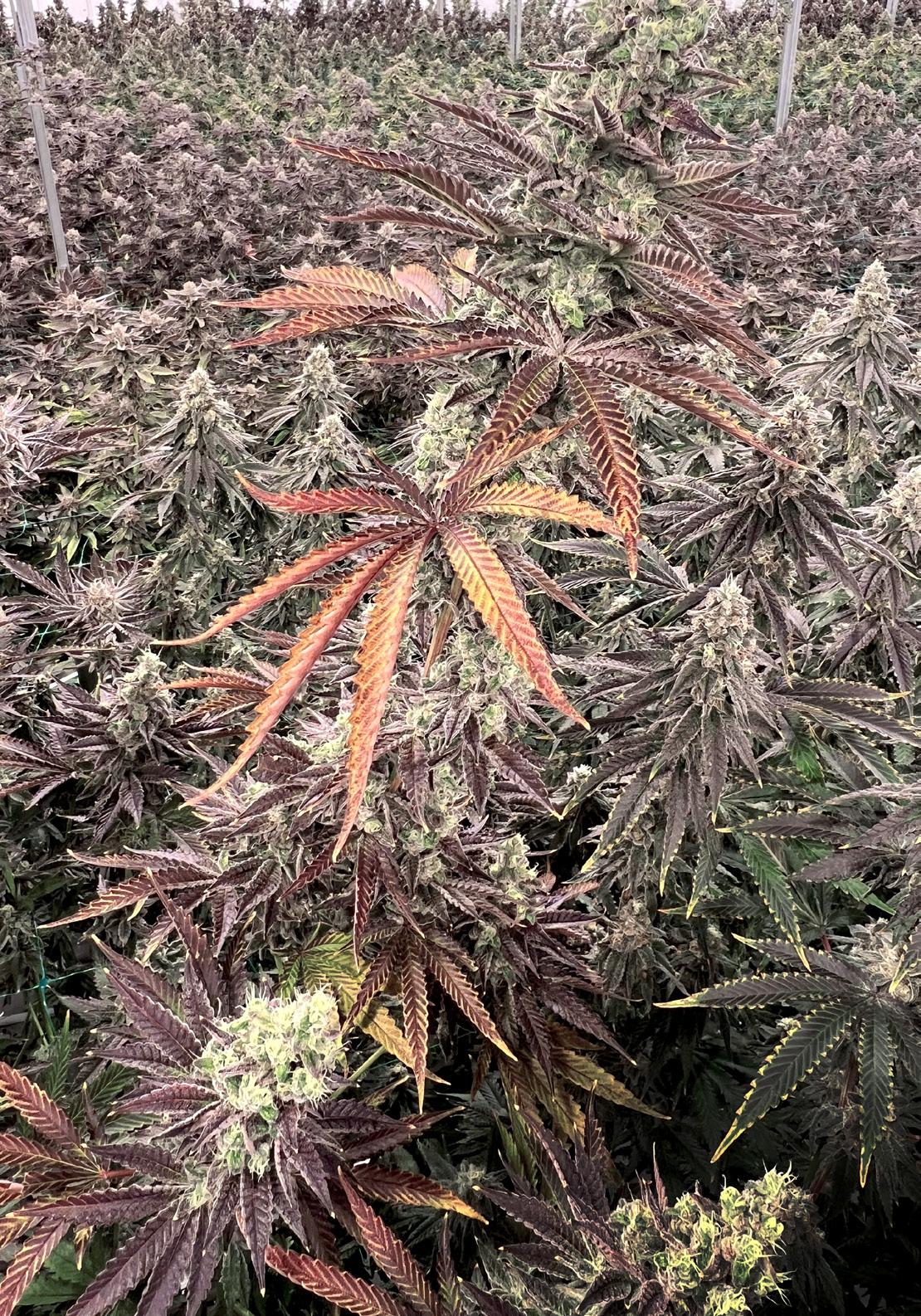 Athena Handbook TH (Metric) by Athena Ag Issuu