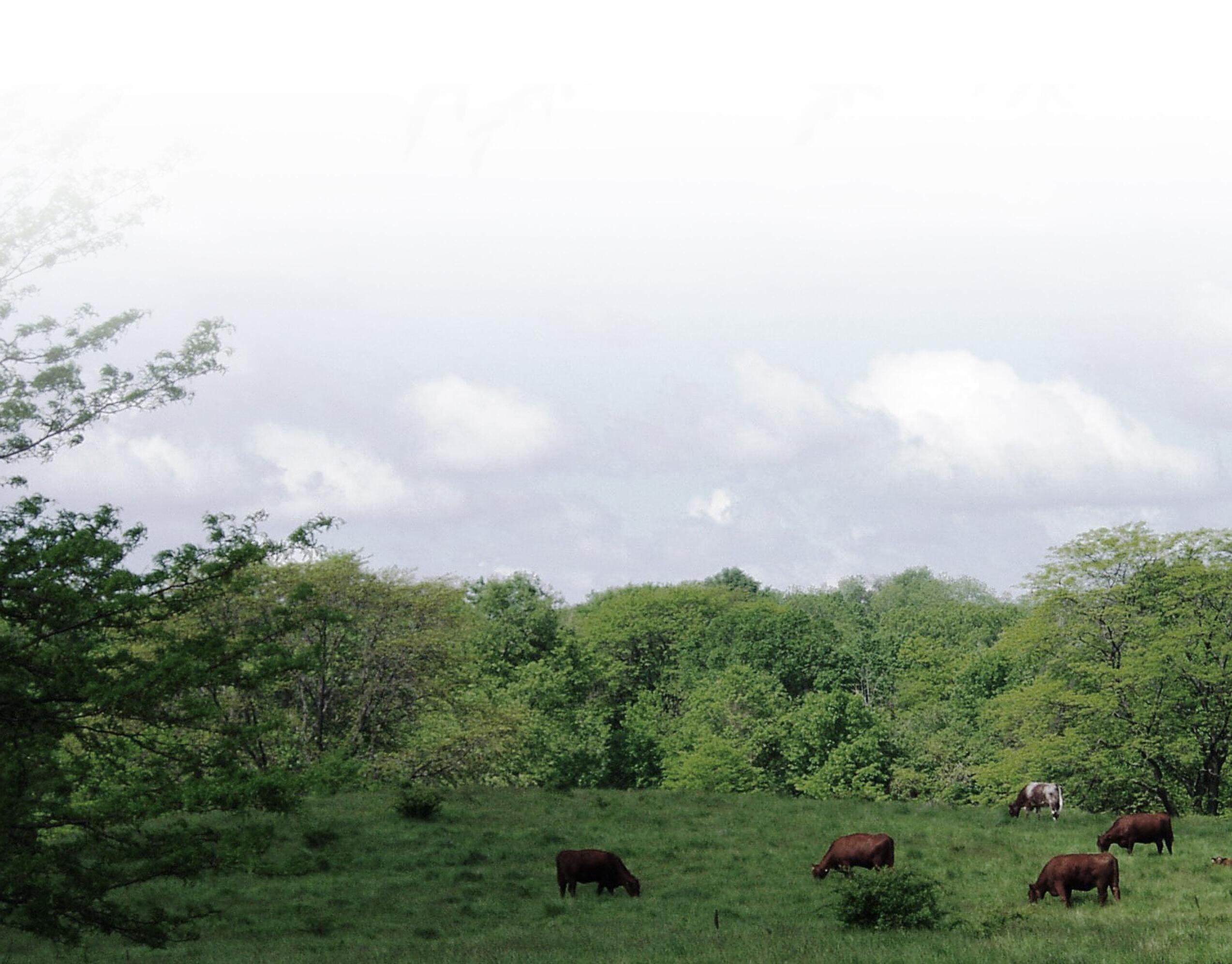 2023 Practical and Profitable Sale by Hahn Family Shorthorns, LLC Issuu