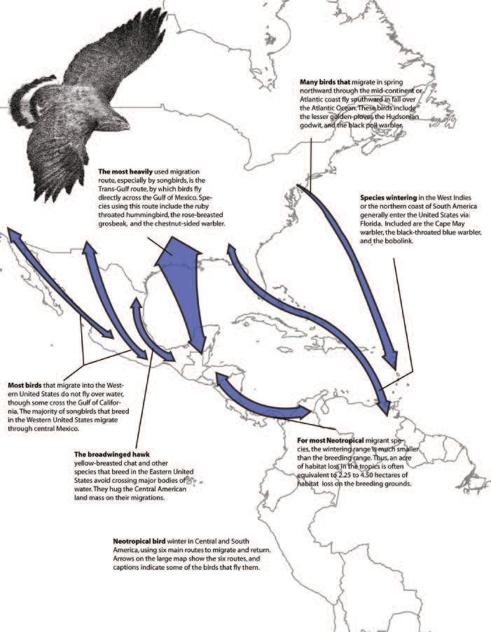 Urbanization may lead to Puerto Rican boa decline - The Wildlife Society