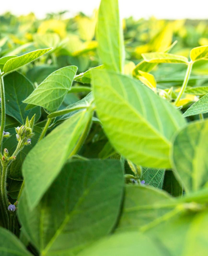 Grano verde en soja: claves para elegir los lotes que se usarán