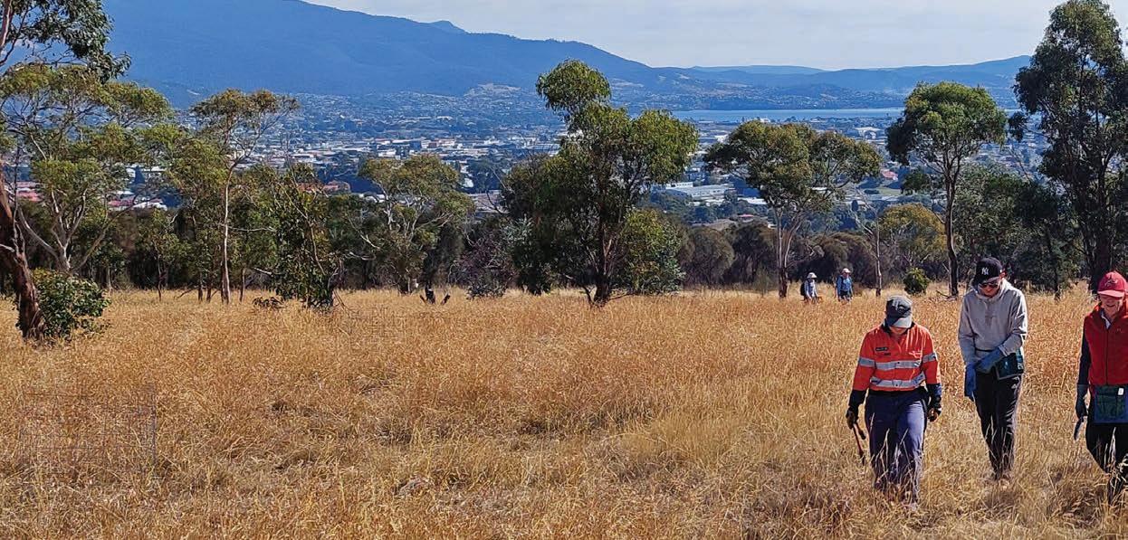 Big tree project claws back lost ground