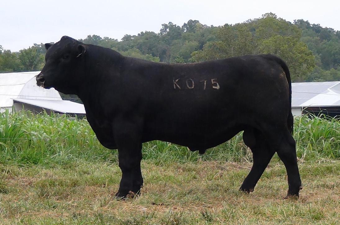 2023 BULL FEST & FEMALE SALE by reynolds0708 Issuu