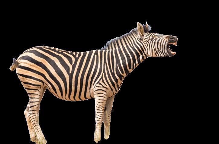 OoOOOoHHHHH Zebra by Mos Yllen - Issuu