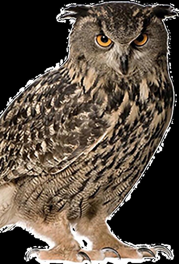 Owl Booklet by Tuany Tabosa - Issuu