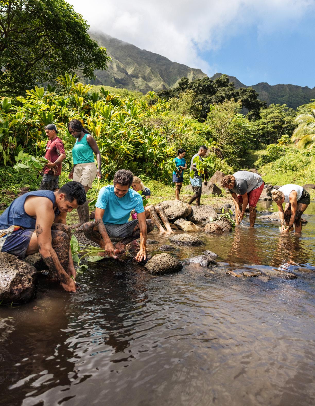 WATCH: Thousands of volunteers help restore 600-year-old Alakoko fishpond  outside Līhu'e : Kauai Now