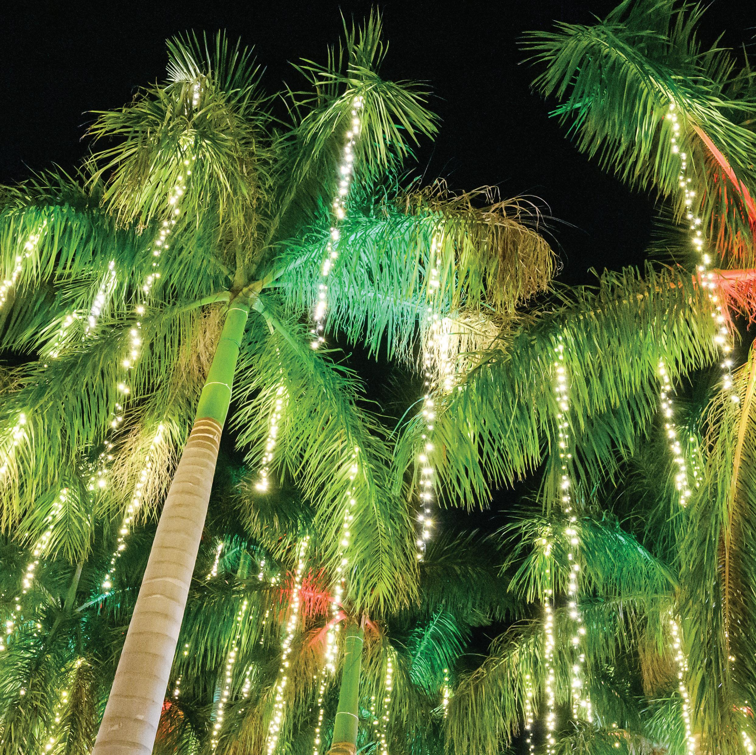 21+ Christmas Lights On Palm Tree